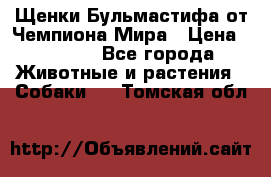 Щенки Бульмастифа от Чемпиона Мира › Цена ­ 1 000 - Все города Животные и растения » Собаки   . Томская обл.